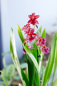 美丽的 miltonia 兰花, 在窗户上着色