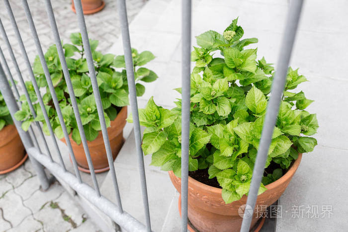 绿色的植物在花盆里 室外的夏季天井 小型别墅常年夏季花园 维也纳 奥地利照片 正版商用图片0ggkn6 摄图新视界