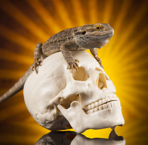 蜥蜴头干嘛图片