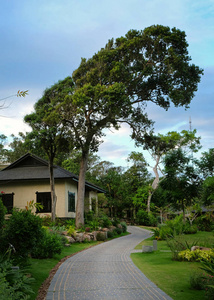 在它之下的老和巨大树和小房子照片