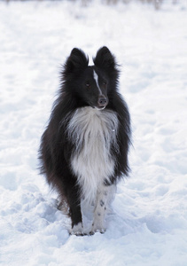 雪背景下黑色牧羊犬的肖像