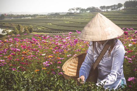 泰国莱茶场中的亚洲妇女与大同花卉的反观