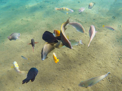 水下海景与多样的热带鱼类。幼珊瑚形成与珊瑚鱼浅滩