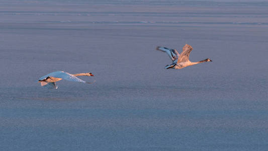 沉默的天鹅飞过湖巴拉顿湖在冬天