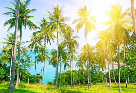 美丽的海滩。不错的热带海滩，与棕榈树围绕的视图。假日和假期的概念。地处热带的海滩