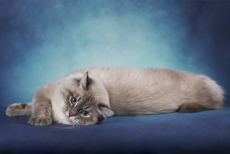 西伯利亚猫在蓝色被隔绝的背景