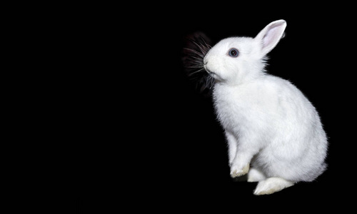 兔子小白兔小白兔兔子坐在后腿上的黑色背景, 侧面视图, 可用空间