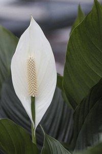 五颜六色的百合花在春天关闭