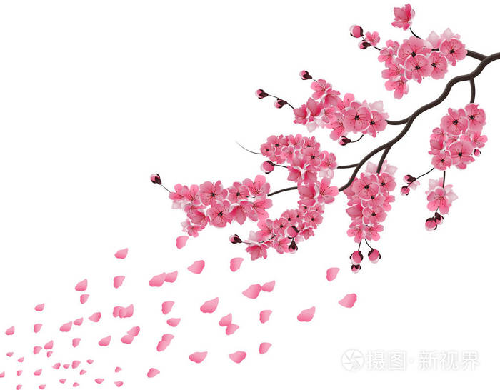 插画 日本的樱花.郁郁葱葱暗粉红的樱花盛开在风中的分支.