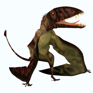 Dimorphodon 翼龙鸟