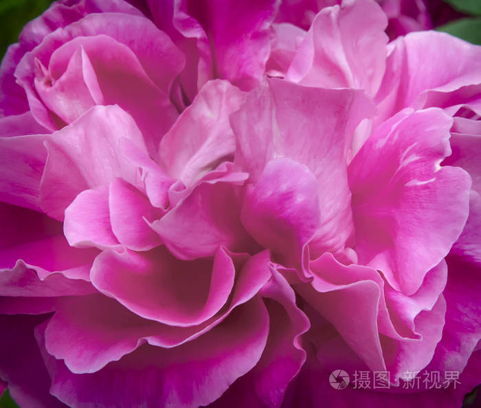 中间的花蕊美丽的玫瑰特写照片-正版商用图片0ggt82-摄图新视界