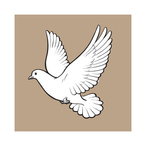 自由飞行白鸽子，被隔绝的素描风格的插图