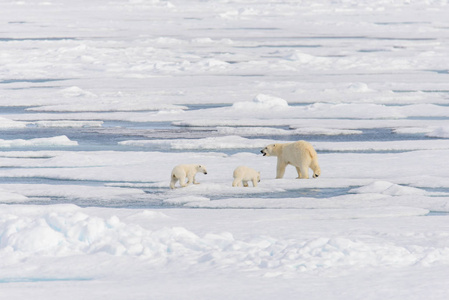 北极熊妈妈 熊绕杆菌 和双幼崽在冰上