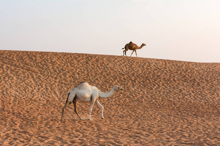 骆驼在迪拜沙漠，阿拉伯联合酋长国