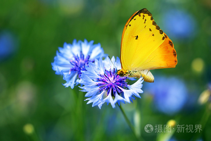 美丽的蝴蝶在野花
