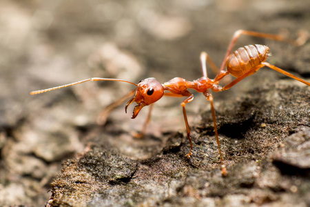 关红蚂蚁照片