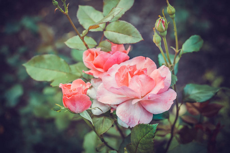 粉红玫瑰盛开的花园。在绿色背景上的精致玫瑰