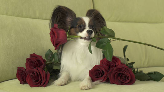 狗佩比伦在情人节的爱中保持红玫瑰在他的嘴里
