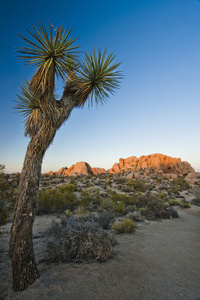 在沙漠中的树图片