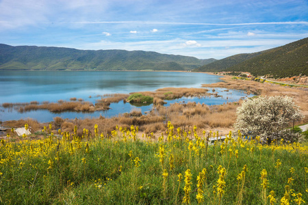 希腊 Prespa 湖坡上的花草甸