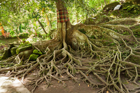 木棉树在果阿牙也洞里普拉果阿牙也寺 大象石窟寺。巴厘岛，巴厘岛，印度尼西亚