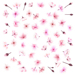樱花 樱花，集，粉红色，鲜花集合的花卉矢量图