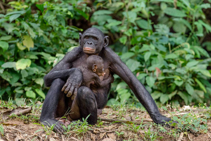 母亲和幼崽的倭黑猩猩在自然栖息地