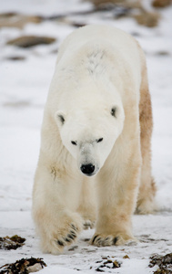 一只北极熊