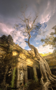 柬埔寨吴哥塔塔普伦寺大树图片