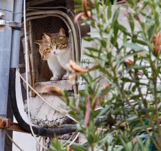 两只猫从一个废弃的房子窗户望出来