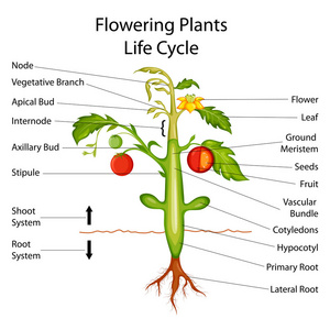 开花植物生物学教育图图片