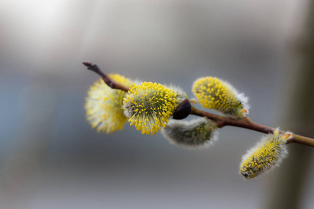 柳树芽