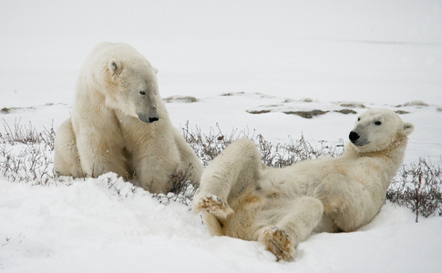 北极熊的战斗