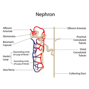 肾单位图生物学教育图图片
