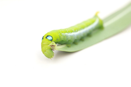 股票照片关闭了绿色的毛虫在白色背景上的绿色叶子上照片 正版商用图片0gh6rp 摄图新视界