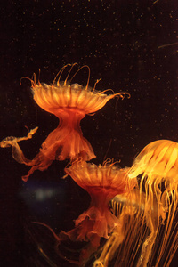 日本的海荨麻水母 Chrysaora 帕西菲卡