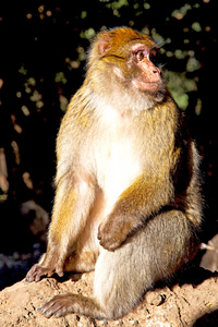 老猴子在非洲摩洛哥和自然背景动物关闭