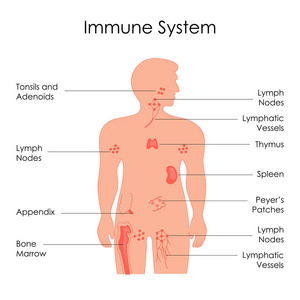 人体免疫系统图生物学教育图图片