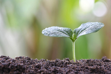 年轻的植物或菜园土绿化苗木照片
