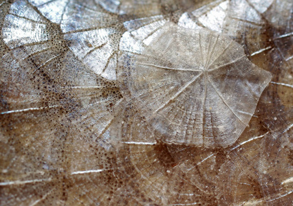 鱼鳞片在放大下的纹理照片