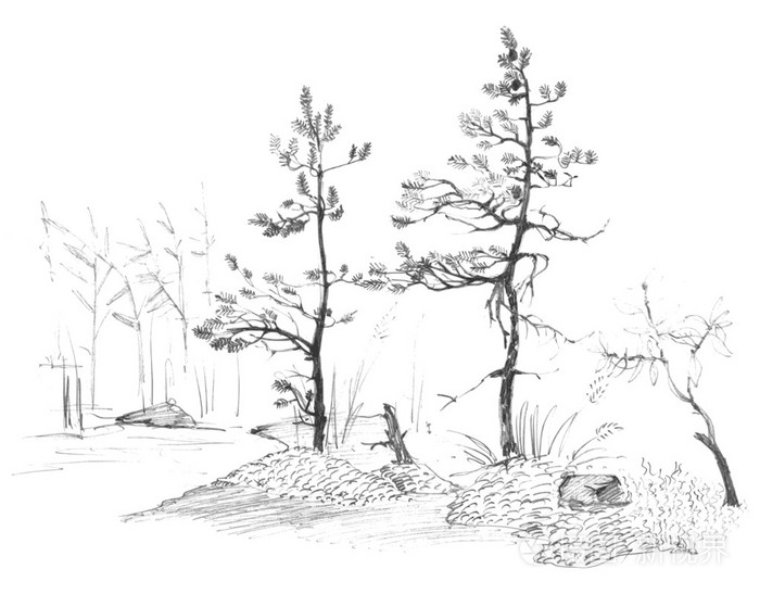 铅笔素描的两个小松树