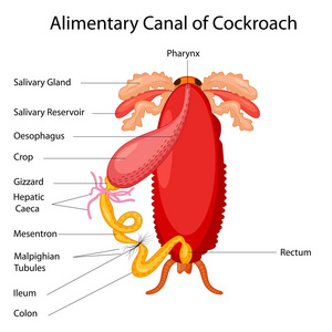 蟑螂图消化道解剖学生物学教育图
