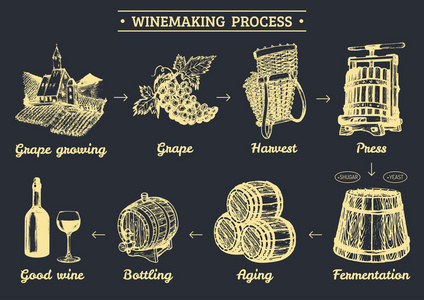 葡萄酒酿酒过程与图表图片