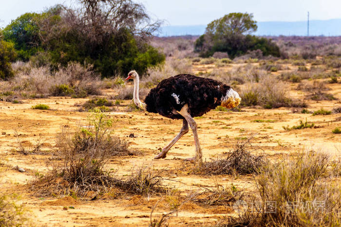 南非开普敦半沙漠小卡鲁地区的鸵鸟养殖场的雄性鸵鸟