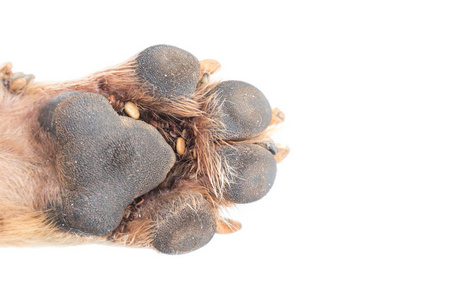 特写镜头上脚狗,选择性的焦点,很多刻度宠物健康概念照片