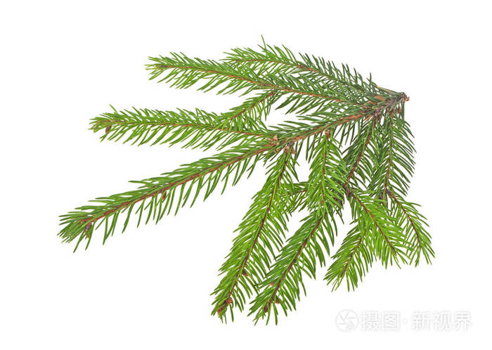 在白色背景上孤立的杉木树分支