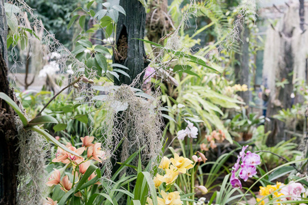 令人惊讶的美丽, 开花五彩兰花生长在 orchidarium