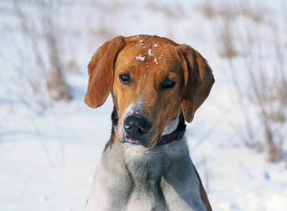 在雪地背景上的爱沙尼亚猎犬肖像