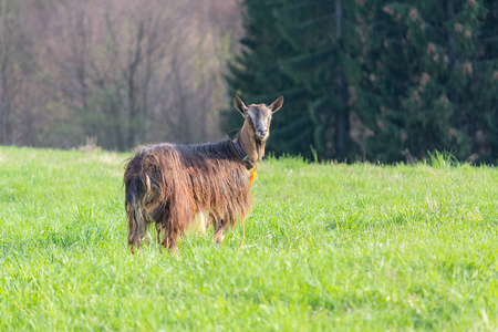 红山羊在山草甸放牧。动物