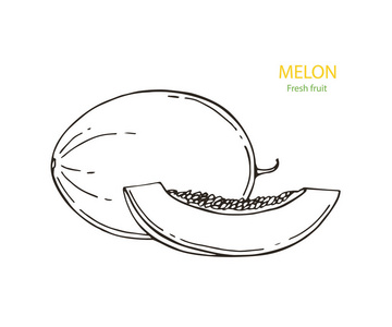 熟又多汁的黄色瓜，孤立的白色背景上的矢量图。绘图的新鲜西瓜 甜瓜 哈密瓜整个和一片
